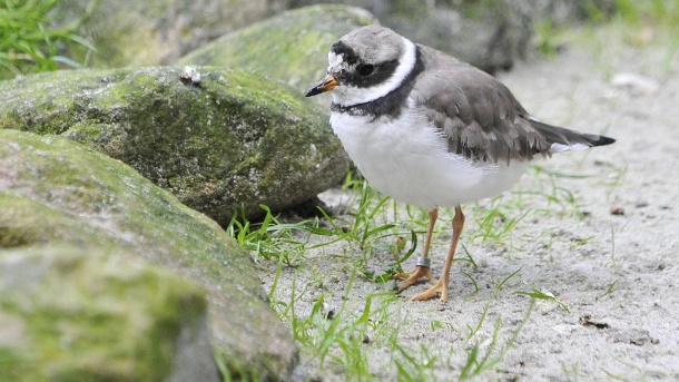Ringed Plover (Charadrius hiaticula): There are also some special species of birds to see in Eekholt Wildlife Park. (Source: imago images/Strussfoto)